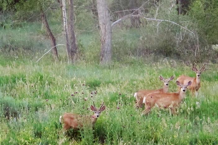 Oh Deer - Dealing with Four-legged Garden Pests: asset-mezzanine-16x9
