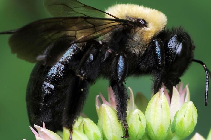 Mason Bee Revolution: asset-mezzanine-16x9