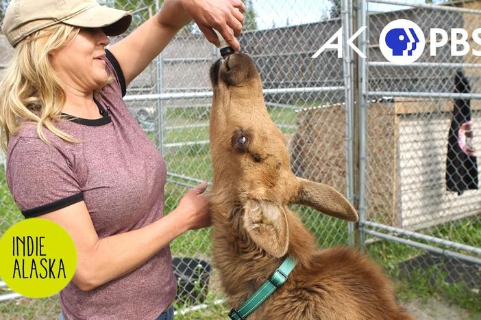 Rescuing baby moose may be the best job in Alaska: asset-mezzanine-16x9