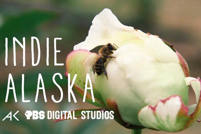 Growing Peonies in the Alaska Bush: asset-mezzanine-16x9