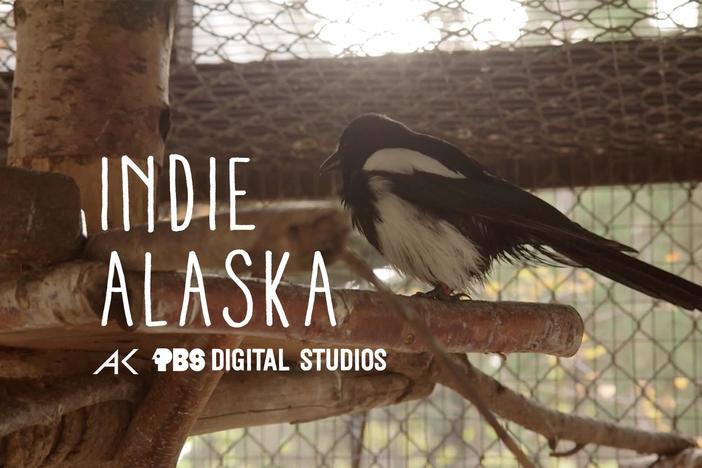 I am George the Magpie | INDIE ALASKA: asset-mezzanine-16x9