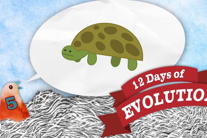 Have We Seen A New Species? - 12 Days of Evolution #5: asset-mezzanine-16x9