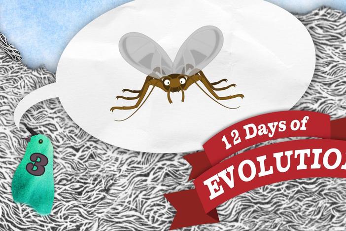 Have We Ever Seen Evolution Happen - 12 Days of Evolution #3: asset-mezzanine-16x9