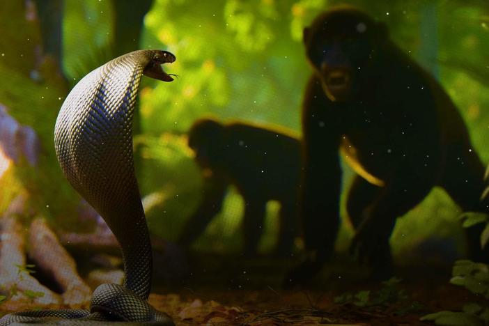 How Snake Venom Sparked An Evolutionary Arms Race: asset-mezzanine-16x9