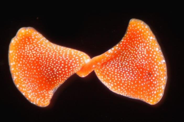 These Solar-Powered Carnivorous Flatworms Divide and Conquer: asset-mezzanine-16x9