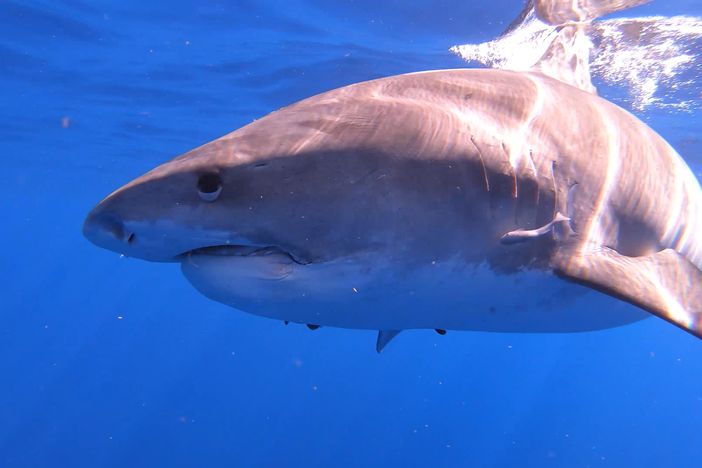 Sharks of Hawaii: asset-mezzanine-16x9