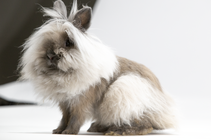 Remarkable Rabbits: asset-mezzanine-16x9