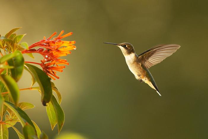 Super Hummingbirds: asset-mezzanine-16x9