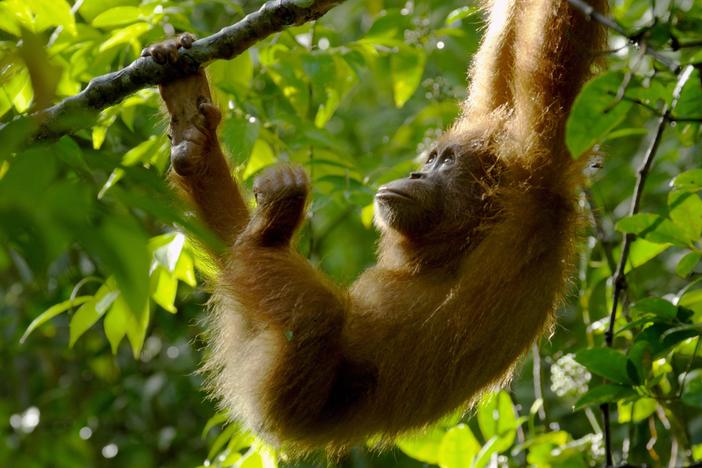 The Last Orangutan Eden: asset-mezzanine-16x9