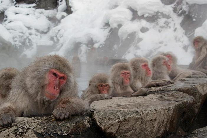 Snow Monkeys: asset-mezzanine-16x9