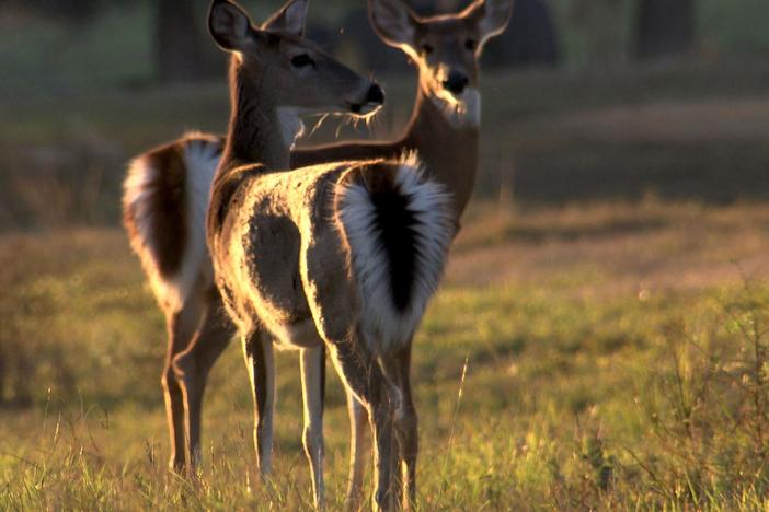 The Private Life of Deer: asset-mezzanine-16x9