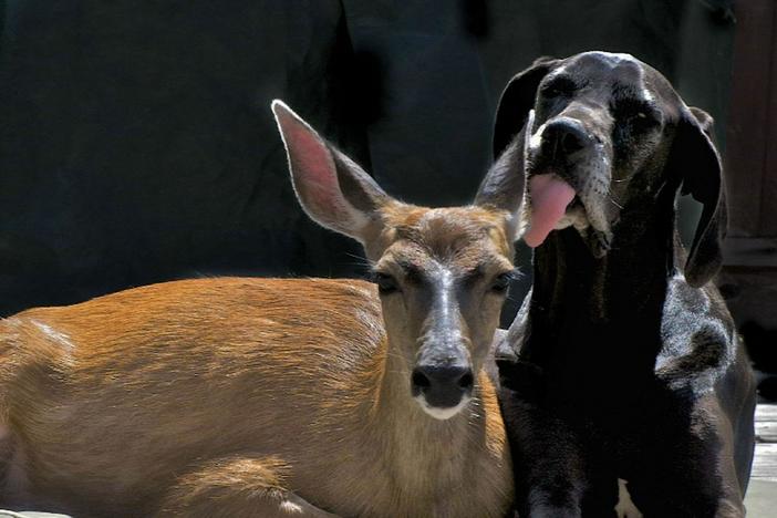 Animal Odd Couples: asset-mezzanine-16x9