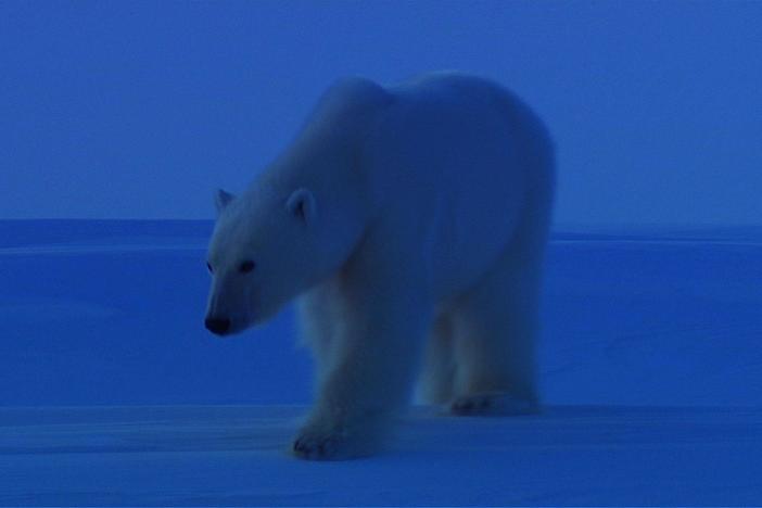Bears of the Last Frontier: Arctic Wanderers: asset-mezzanine-16x9