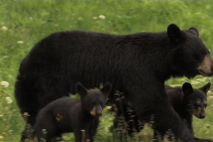 Bears of the Last Frontier: The Road North: asset-mezzanine-16x9