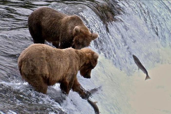 Salmon: Running the Gauntlet: asset-mezzanine-16x9