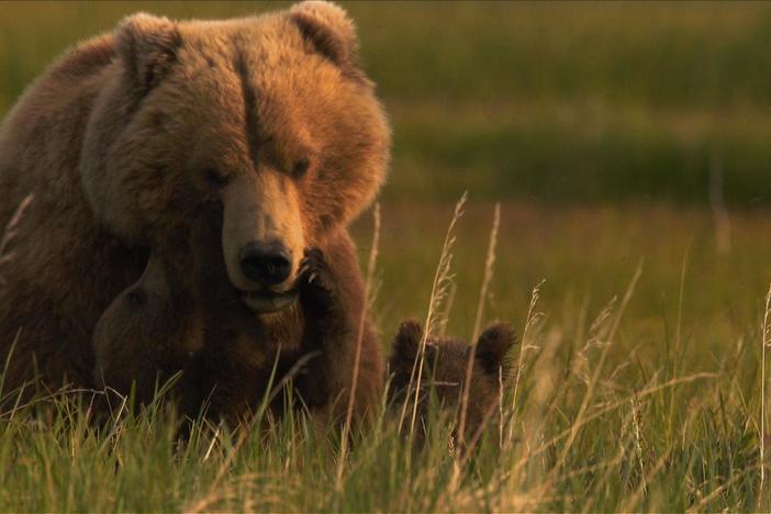 Bears of the Last Frontier: City of Bears: asset-mezzanine-16x9