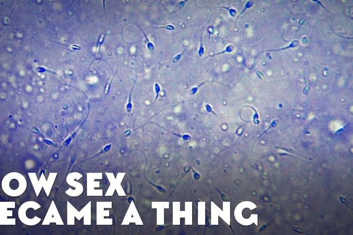 How Sex Became A Thing: asset-mezzanine-16x9