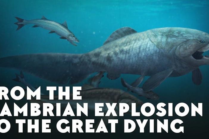 From the Cambrian Explosion to the Great Dying: asset-mezzanine-16x9