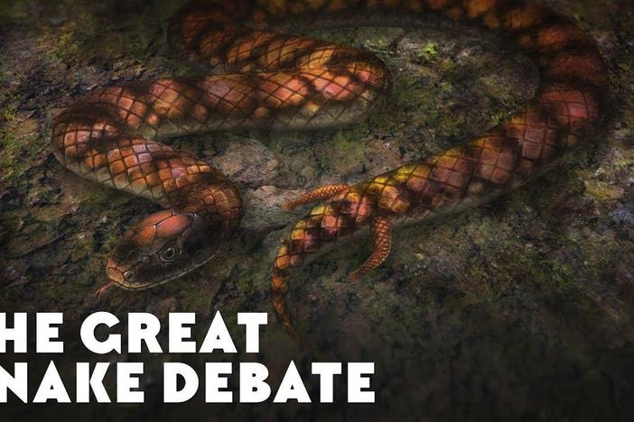 The Great Snake Debate: asset-mezzanine-16x9
