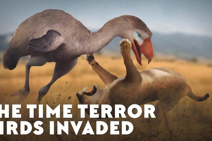 The Time Terror Birds Invaded: asset-mezzanine-16x9