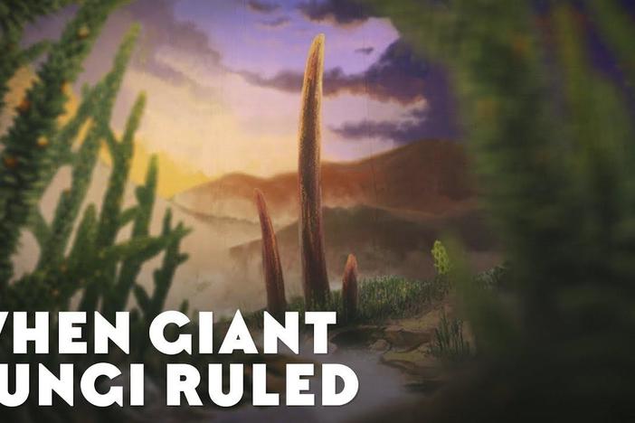 When Giant Fungi Ruled: asset-mezzanine-16x9