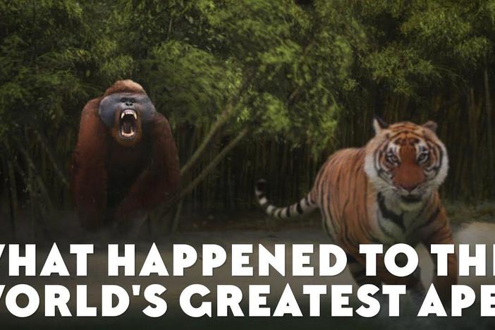 What Happened to the World's Greatest Ape?: asset-mezzanine-16x9