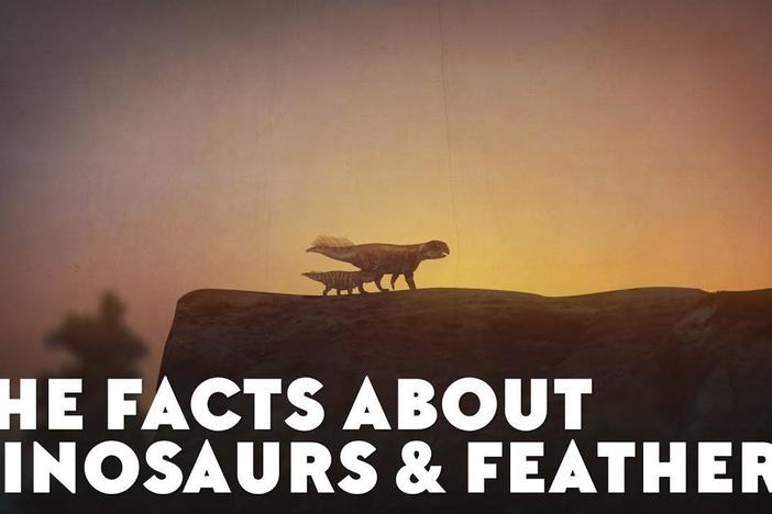 The Facts About Dinosaurs & Feathers: asset-mezzanine-16x9