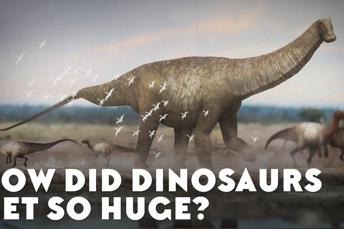 How Did Dinosaurs Get So Huge?: asset-mezzanine-16x9