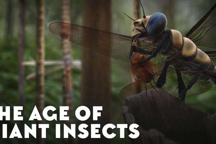 The Age of Giant Insects: asset-mezzanine-16x9