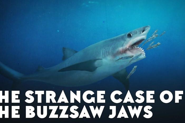 The Strange Case of the Buzzsaw Jaws: asset-mezzanine-16x9