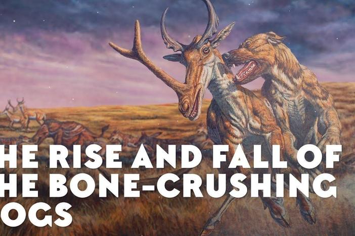 The Rise and Fall of the Bone-Crushing Dogs: asset-mezzanine-16x9