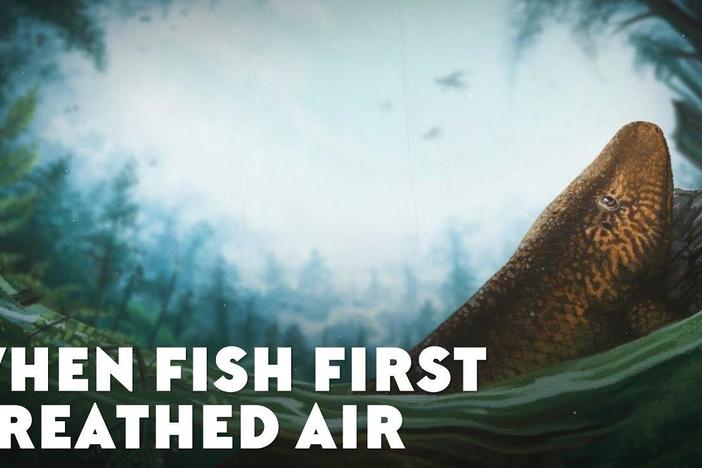 When Fish First Breathed Air: asset-mezzanine-16x9