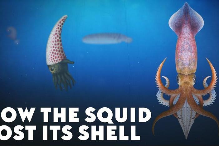 How the Squid Lost Its Shell: asset-mezzanine-16x9