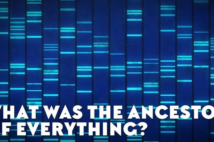 What Was the Ancestor of Everything?: asset-mezzanine-16x9