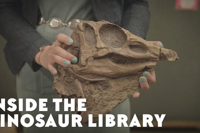 Inside the Dinosaur Library: asset-mezzanine-16x9