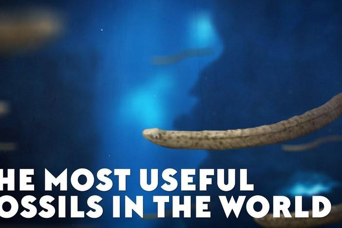 The Most Useful Fossils In The World: asset-mezzanine-16x9