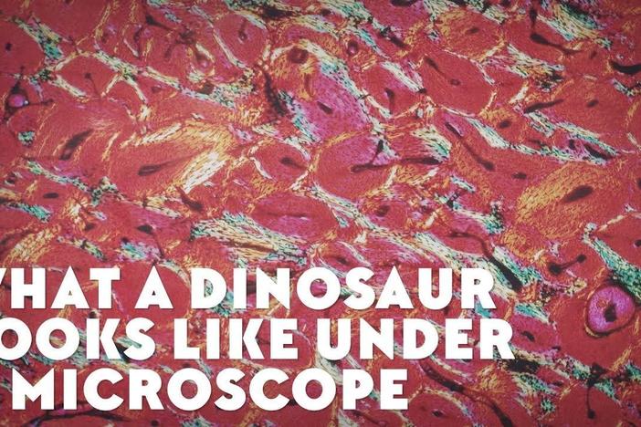 What a Dinosaur Looks Like Under a Microscope: asset-mezzanine-16x9