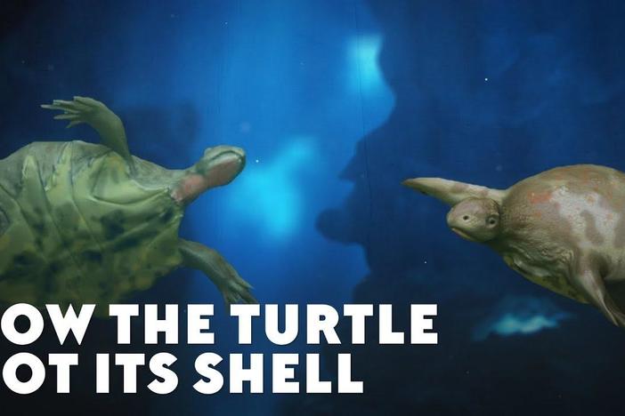 How the Turtle Got Its Shell: asset-mezzanine-16x9