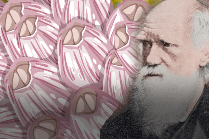 These Creatures Were Darwin's Greatest Enemy: asset-mezzanine-16x9
