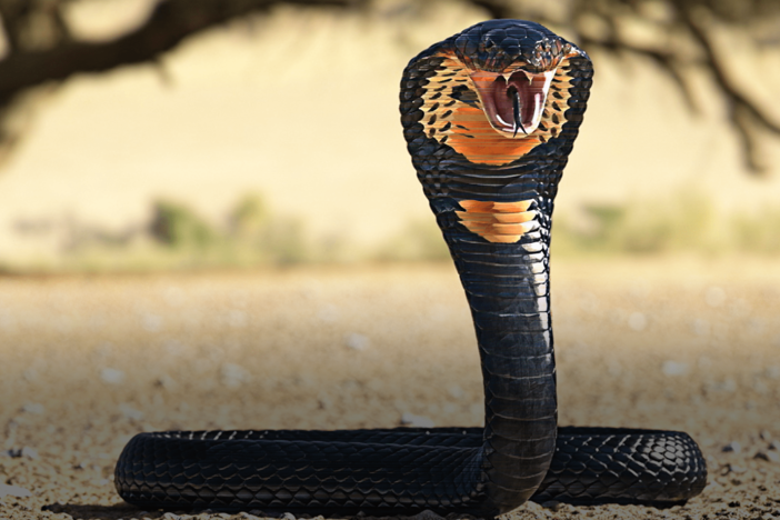 Primates vs Snakes (An Evolutionary Arms Race): asset-mezzanine-16x9