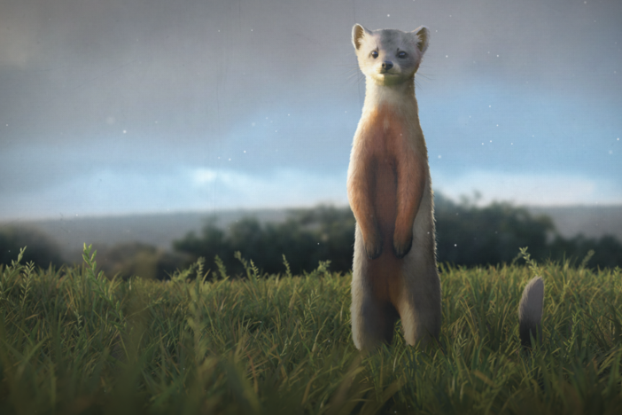 How Weasels Got Skinny: asset-mezzanine-16x9