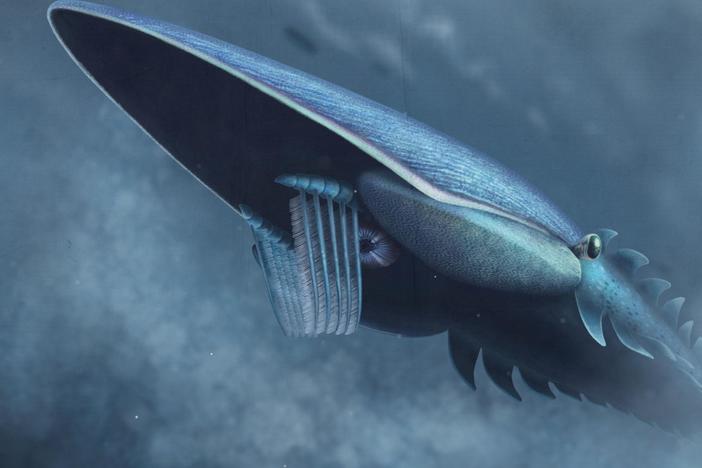 How Plankton Created A Bizarre Giant of the Seas: asset-mezzanine-16x9