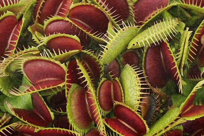 How Plants Became Carnivores: asset-mezzanine-16x9