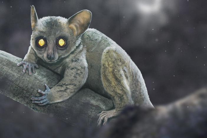 What Happened To Primates In North America?: asset-mezzanine-16x9