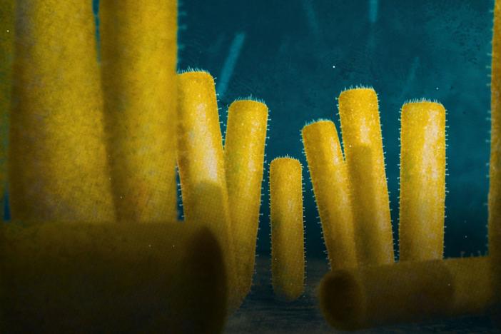 The Second Time Sponges Took Over The World: asset-mezzanine-16x9