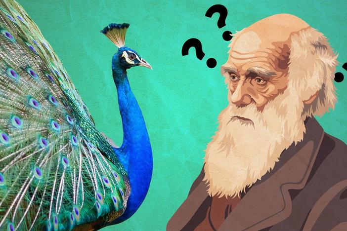 The Surprising Power of Sex in Evolution: asset-mezzanine-16x9