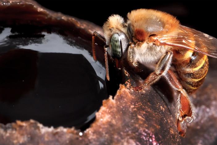 Stingless Bees Guard Tasty Honey With Barricades, Bouncers and Bites: asset-mezzanine-16x9