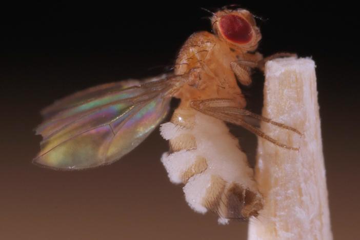 This Killer Fungus Turns Flies into Zombies: asset-mezzanine-16x9