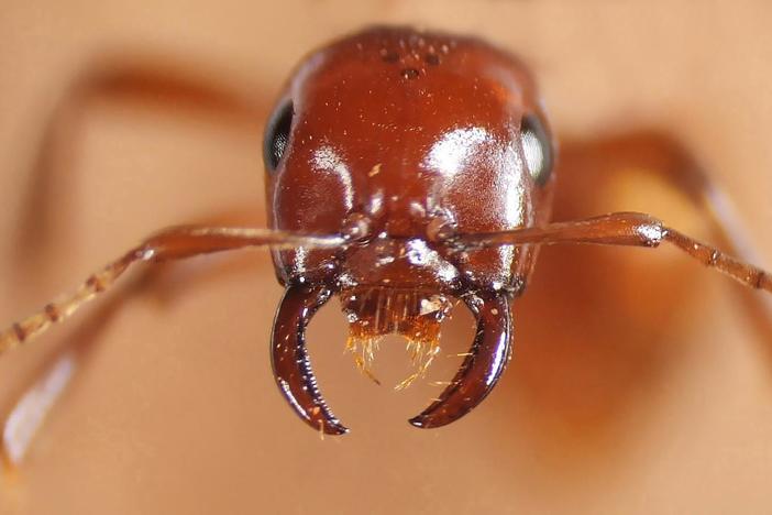 Kidnapper Ants Steal Other Ants' Babies - And Brainwash Them: asset-mezzanine-16x9