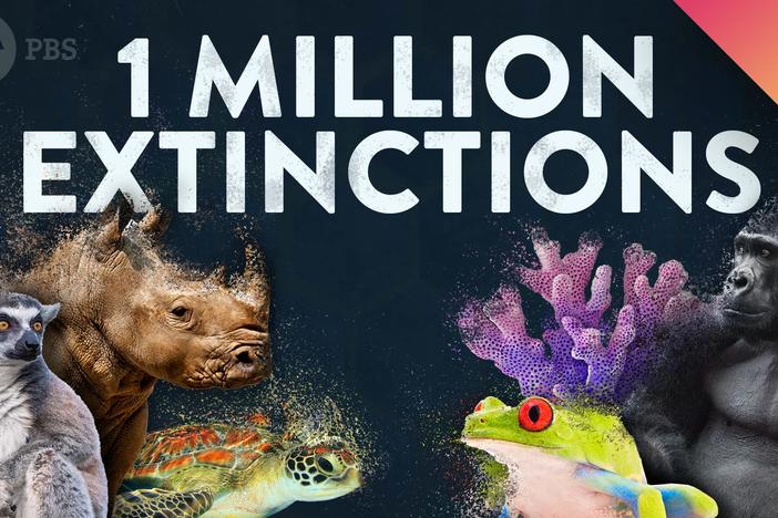 1 MILLION Species Could Go Extinct… Here’s Why.: asset-mezzanine-16x9